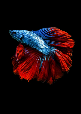 Betta Splendens