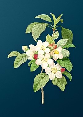 Apple Blossom on Teal