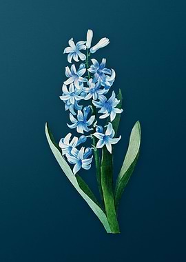Dutch Hyacinth on Teal