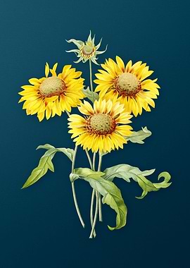 Blanket Flowers on Teal