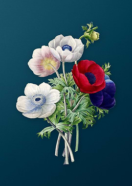 Anemone Simplex on Teal