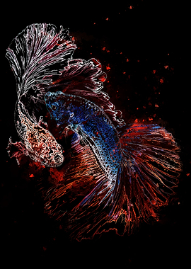 White Blue Red Betta