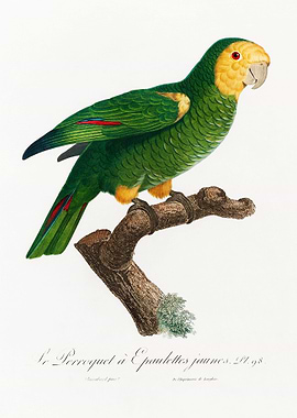 Yellow shouldered parrot