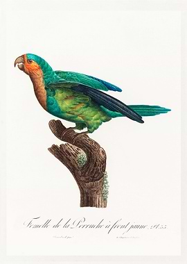 Yellow crowned parakeet