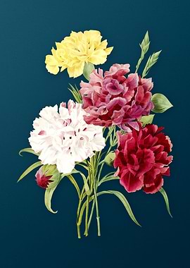 Carnation on Teal