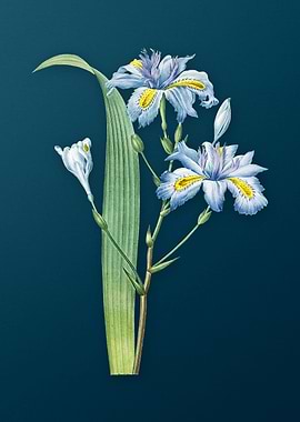 Butterfly Flower on Teal