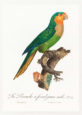 Yellow headed parrot