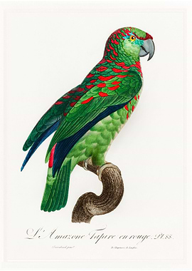 Turquoise fronted amazon