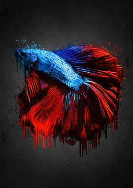 Multicolor Betta