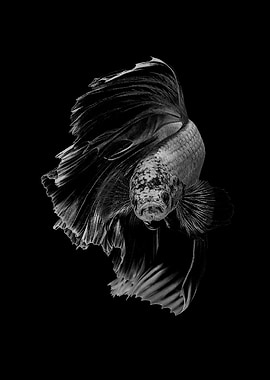 BnW Betta Fish