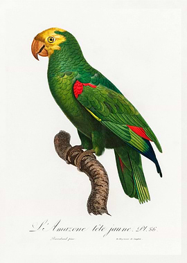 Yellow crowned amazon