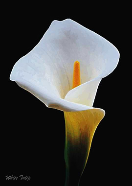White Tulip