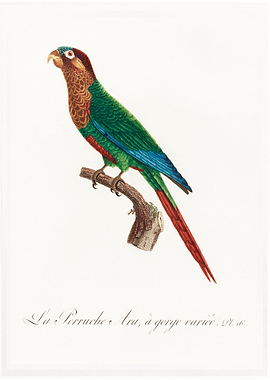 Wave breasted parakeet