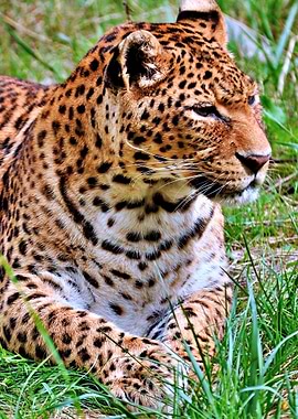 The beautiful wild cat
