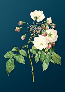 Adelia Aurelianensis Teal