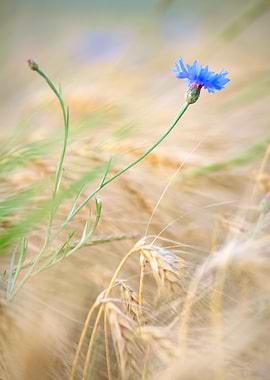 cornflower