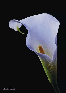White Tulip