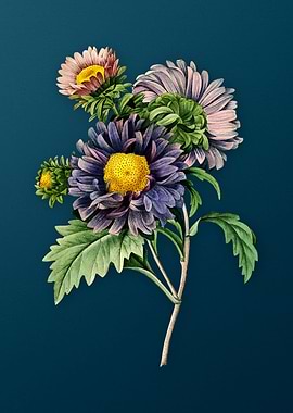 China Aster on Teal