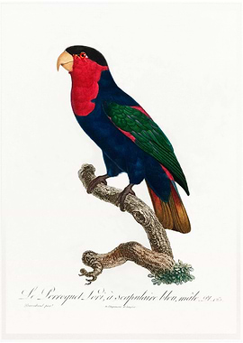 Western black capped lory