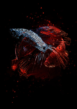 Betta Fish Blue Red
