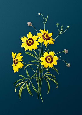 Coreopsis Elegans on Teal