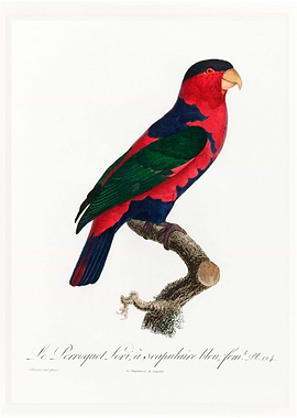Tricolored lory