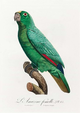 Yellow crowned amazon