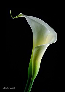 White Tulip