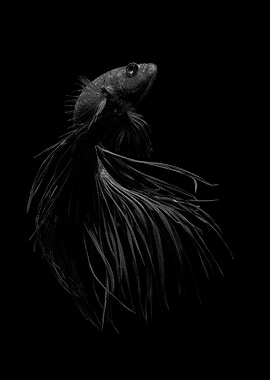 BnW Betta