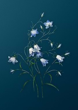Campanule Clochette Teal