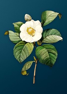 Japanese Camelia on Teal