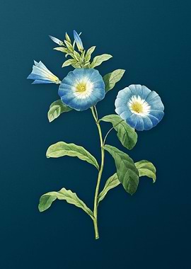 Field Bindweed on Teal