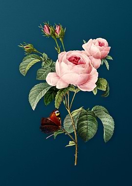 Provence Rose on Teal