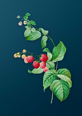 Red Berries on Teal