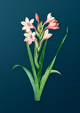 Gladiolus Saccatus on Teal