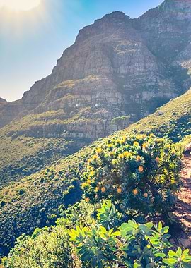 Yellow protea flower