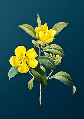 Golden Guinea Vine on Teal