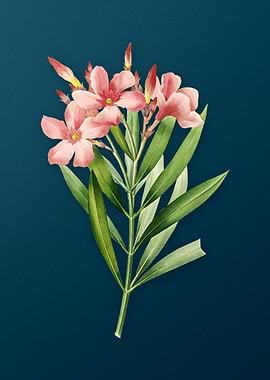 Oleander