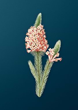 Heather Briar Root on Teal