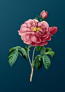 Gallic Rose on Teal