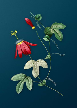 Red Passion Flower on Teal