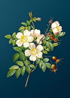 White Candolle Rose Teal