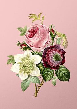 Anemone Rose on Pink