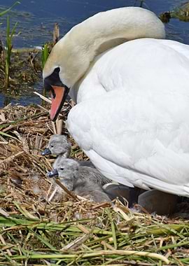 Swan and Cygnets
