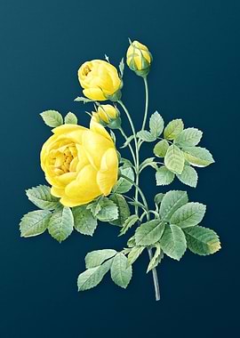 Yellow Rose on Teal