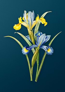 Spanish Iris on Teal