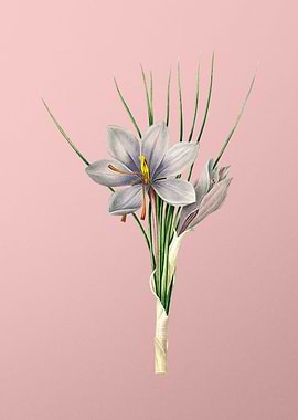 Autumn Crocus on Pink