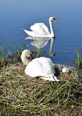 Swans and Cygnets