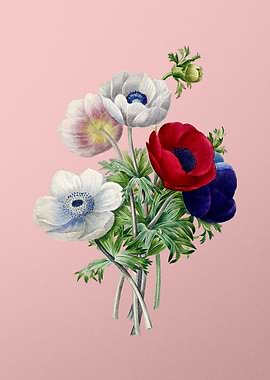 Anemone Simplex on Pink