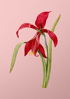 Amaryllis on Pink